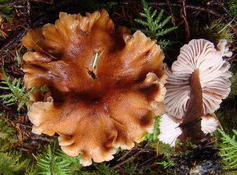 Image of Laccaria laccata (Scop.) Cooke 1884