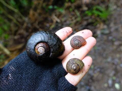 Image of Kauri Snail