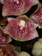 Image of Lycomormium ecuadorense H. R. Sweet