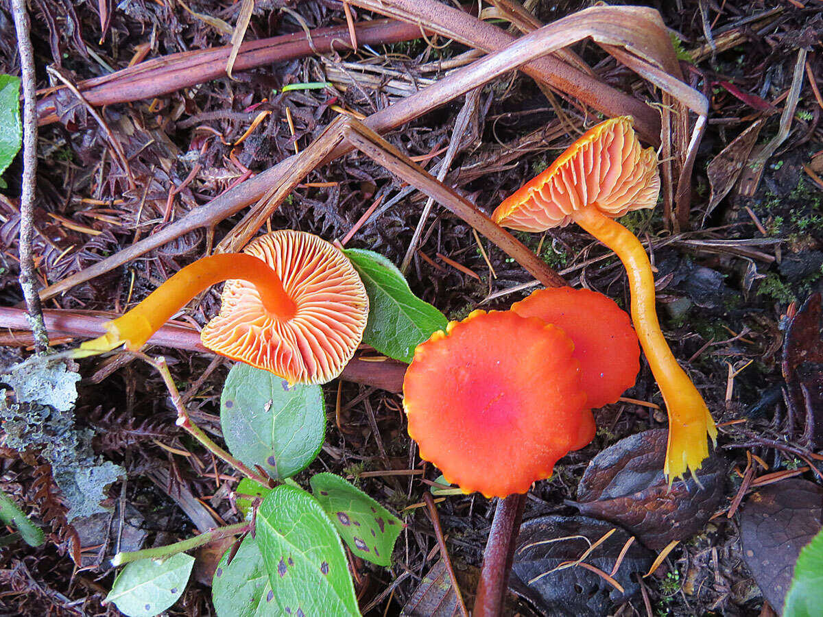 Image of Hygrocybe miniata (Fr.) P. Kumm. 1871