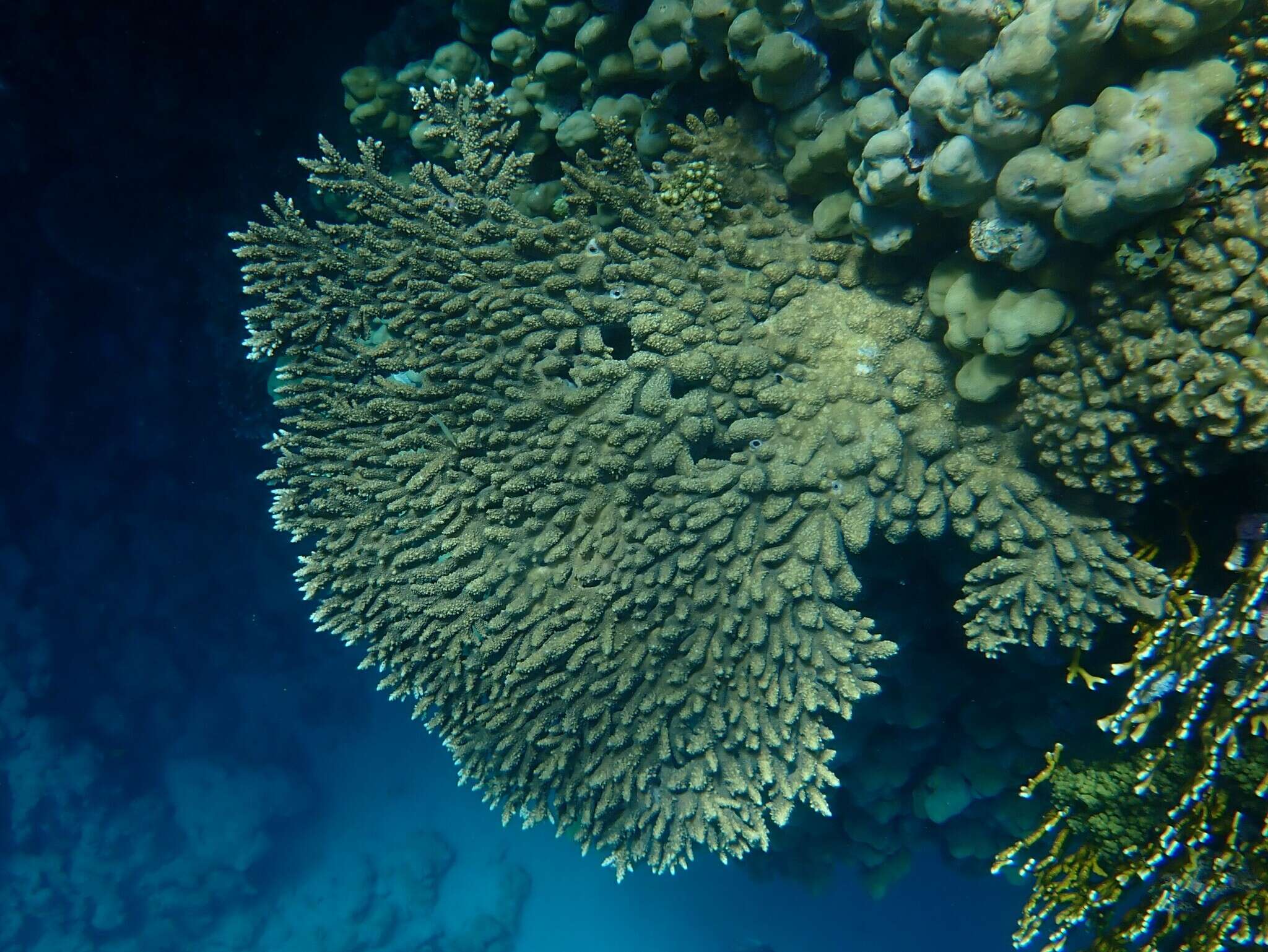 Image of Acropora pharaonis (Milne Edwards 1860)