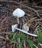 Inocybe geophylla (Bull.) P. Kumm. 1871 resmi