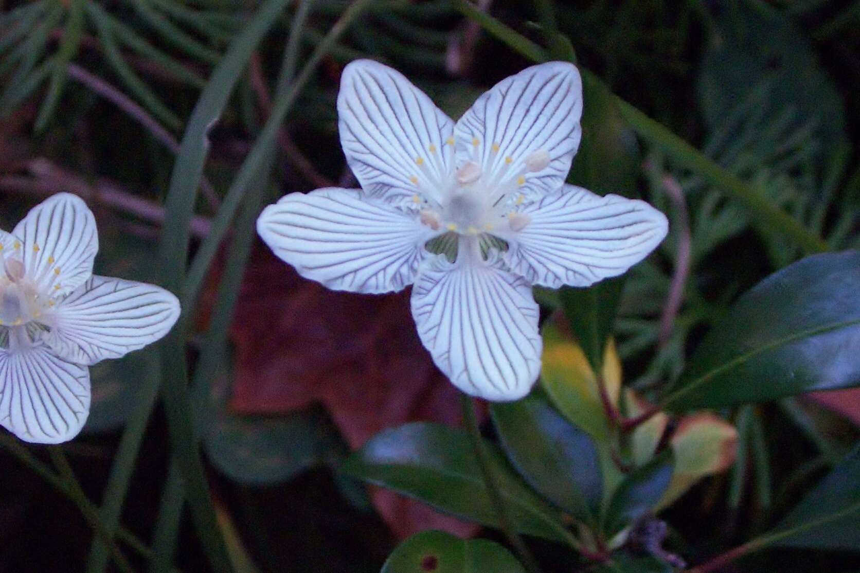 Image of Kidney-Leaf Grass-of-Parnassus