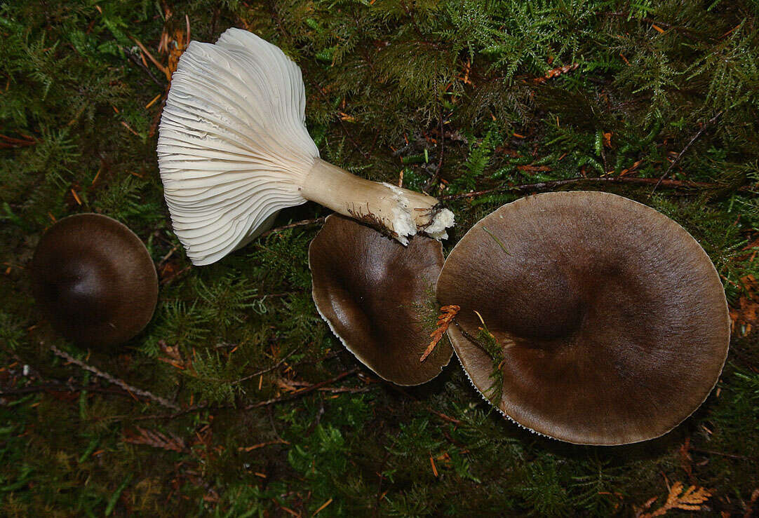 Image de Hygrophore à lamelles arquées