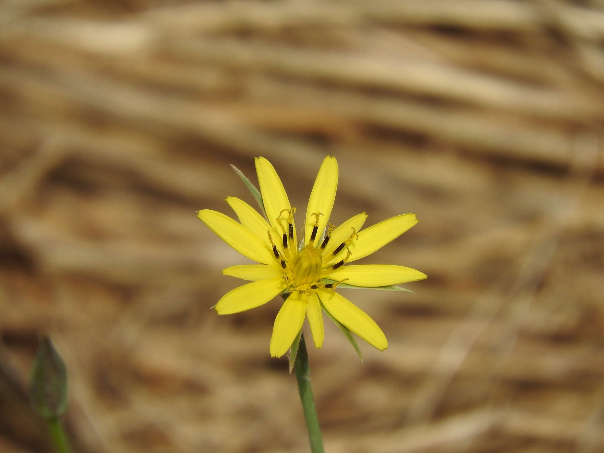 Image de Tragopogon longifolius Heldr. & Sart.