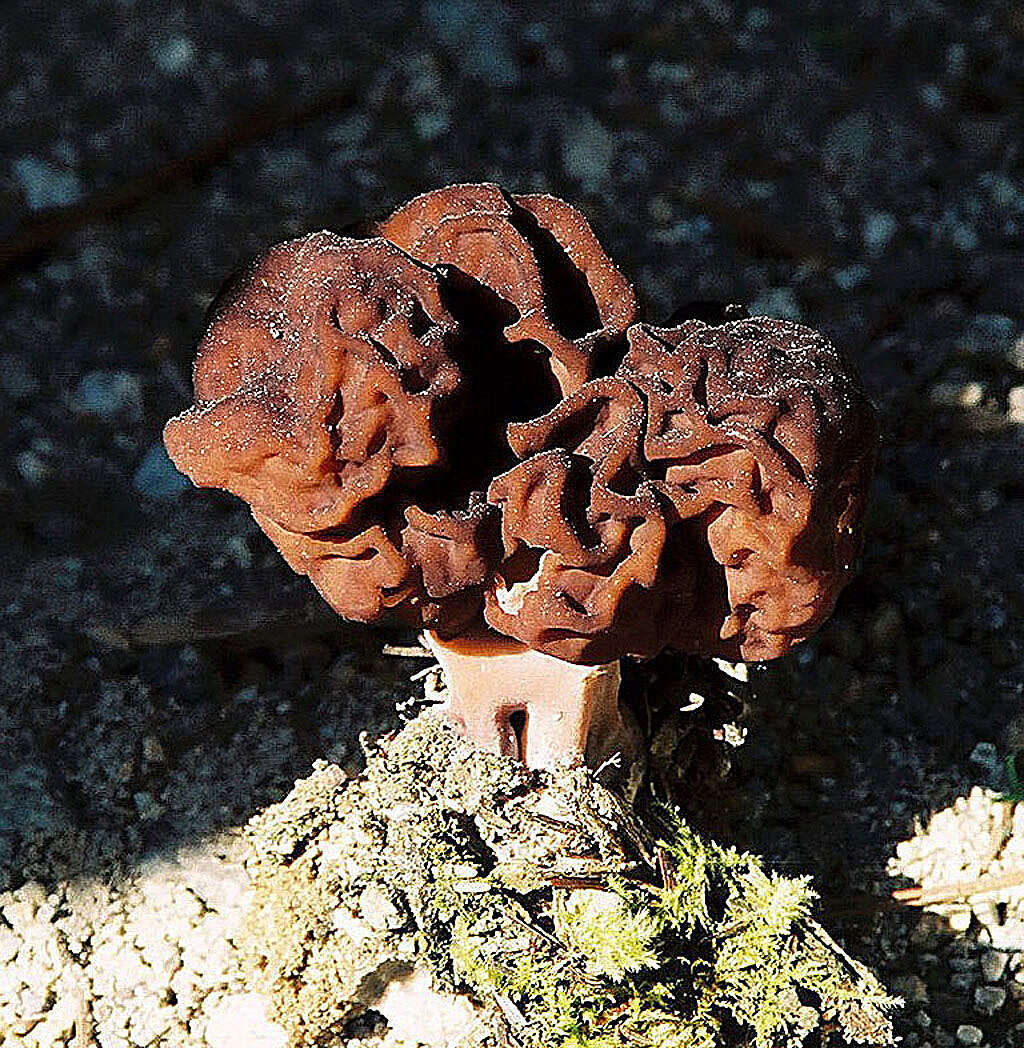 Image of Gyromitra esculenta (Pers.) Fr. 1849