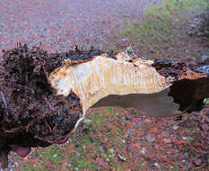 Image de Polypore du pin