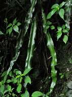 Image of Fortune's Ribbon Fern