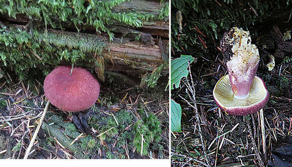 Image of Gymnopilus luteofolius (Peck) Singer 1951