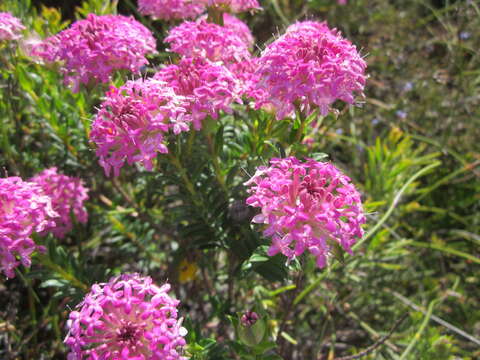 Image of Pimelea ferruginea Labill.