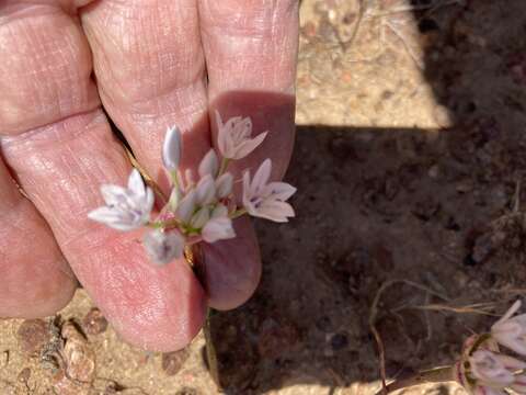 Image de Allium parryi S. Watson