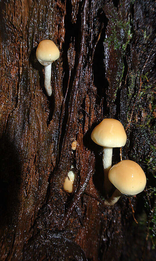 Image of Galerina marginata (Batsch) Kühner 1935