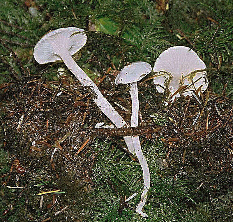 Image of Snowy Waxcap