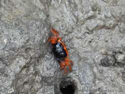 Image of Flame-backed Fiddler Crab