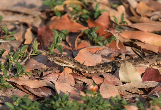 Image of Bothrops matogrossensis Amaral 1925