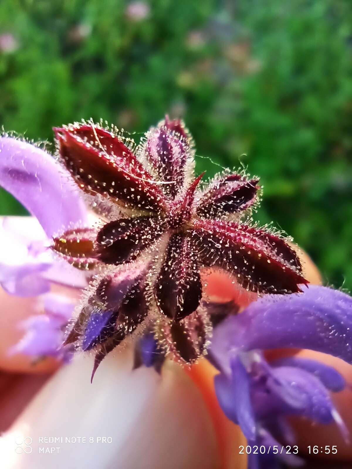 Imagem de Salvia sclareoides Brot.