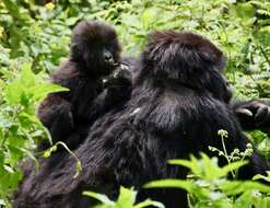 Sivun Gorilla beringei beringei Matschie 1903 kuva