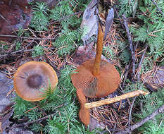 Image of Cortinarius cinnamomeus (L.) Gray 1821