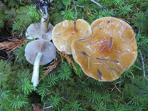 Image of Cortinarius collinitus (Sowerby) Gray 1821