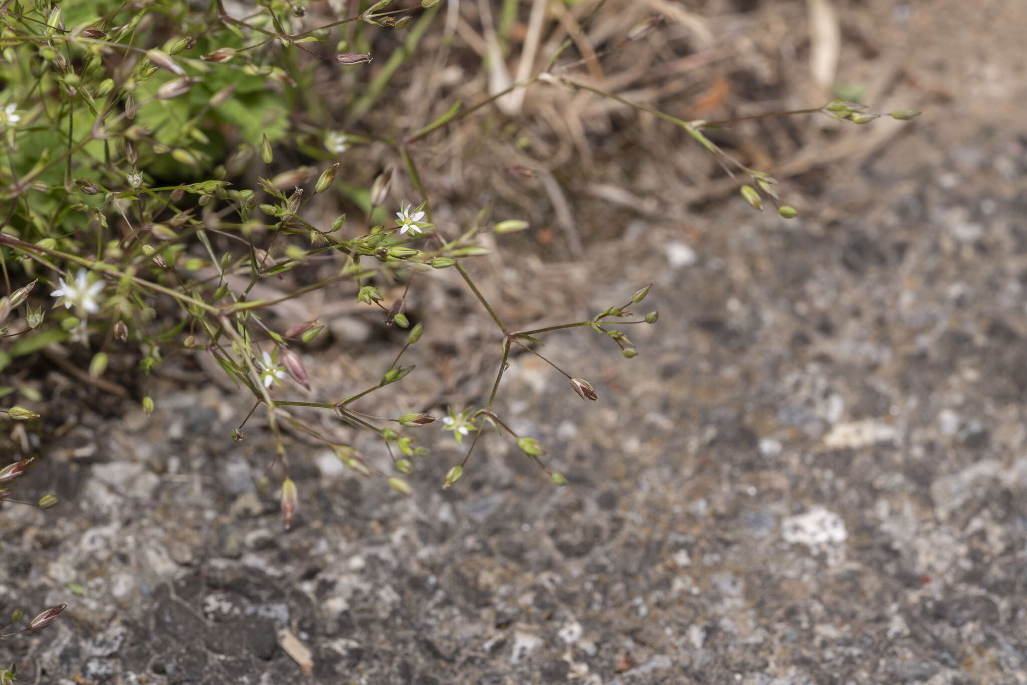 Imagem de Sabulina tenuifolia (L.) Rchb.