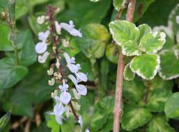 صورة Plectranthus madagascariensis (Pers.) Benth.