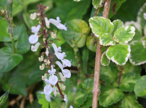 Image of Plectranthus madagascariensis (Pers.) Benth.