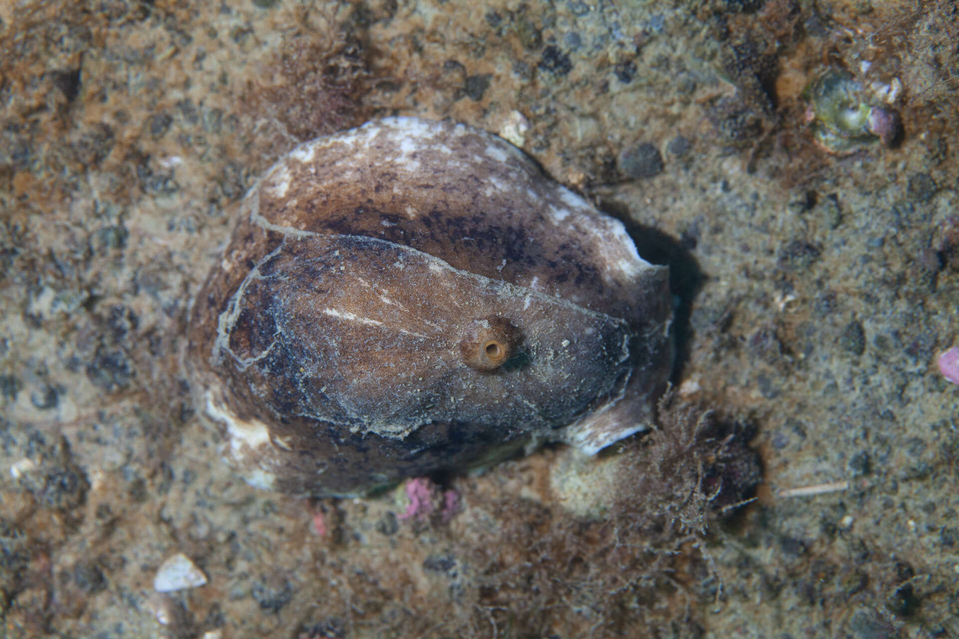 Image of Fissurellidea patagonica (Strebel 1907)