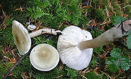 Image of Clitocybe fragrans (With.) P. Kumm. 1871