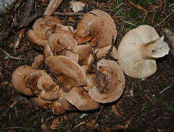 Image of Clitocybe