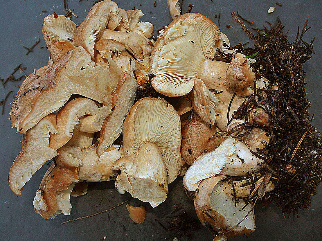 Image of Clitocybe