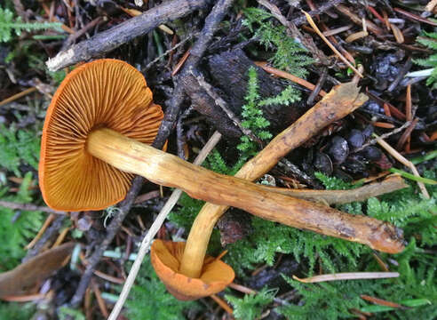 Conocybe aurea (Jul. Schäff.) Hongo 1963的圖片