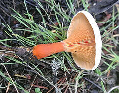 Image of Hygrophoropsis aurantiaca (Wulfen) Maire 1921