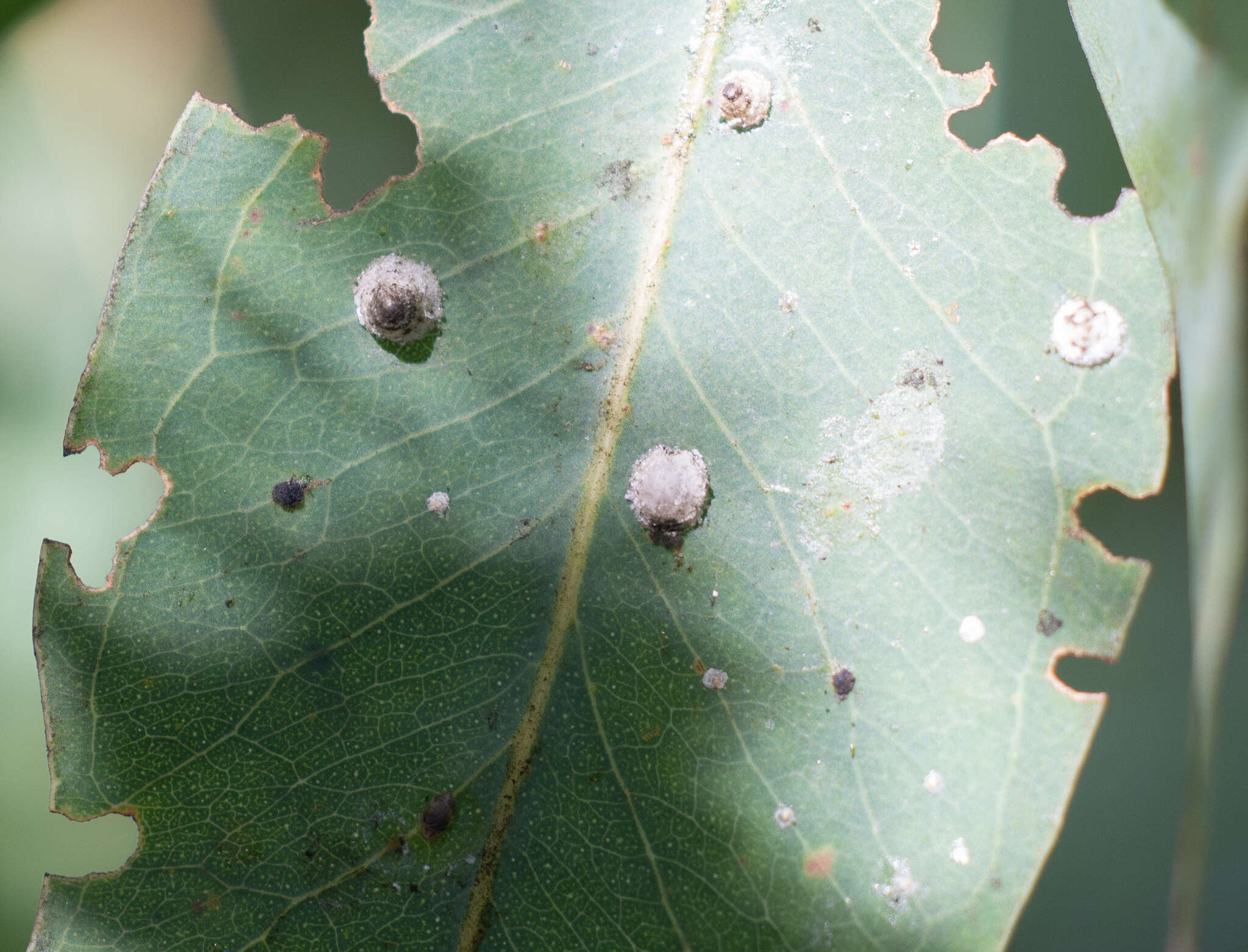 Image of Red gum lerp psyllid