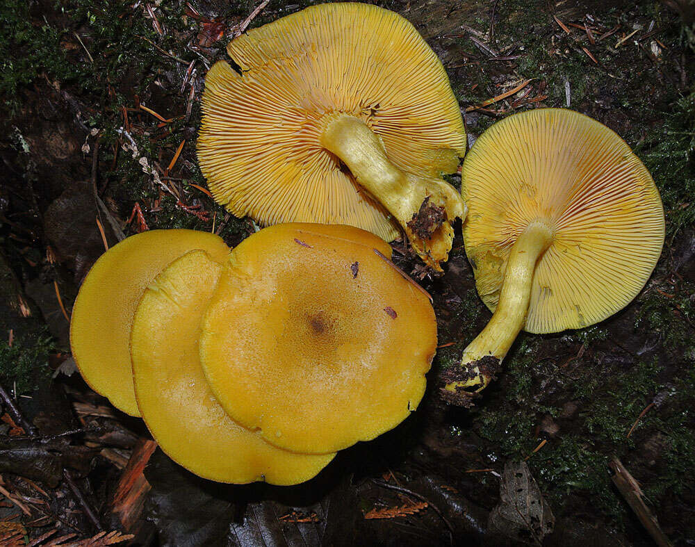 Image of Callistosporium luteo-olivaceum (Berk. & M. A. Curtis) Singer 1946