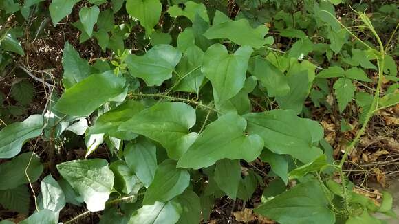 Image de Smilax californica (A. DC.) A. Gray