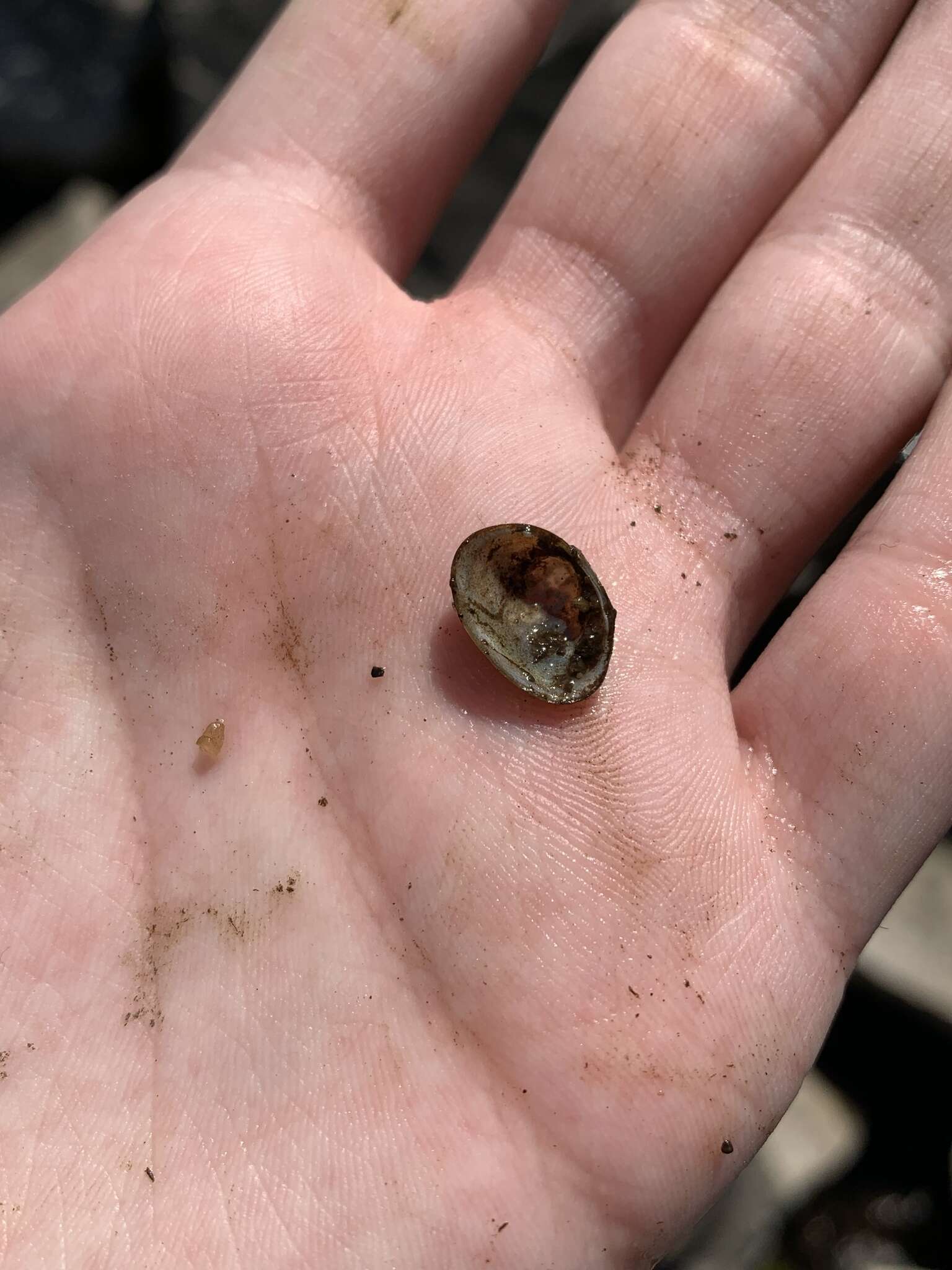 Image of Grooved Fingernail Clam