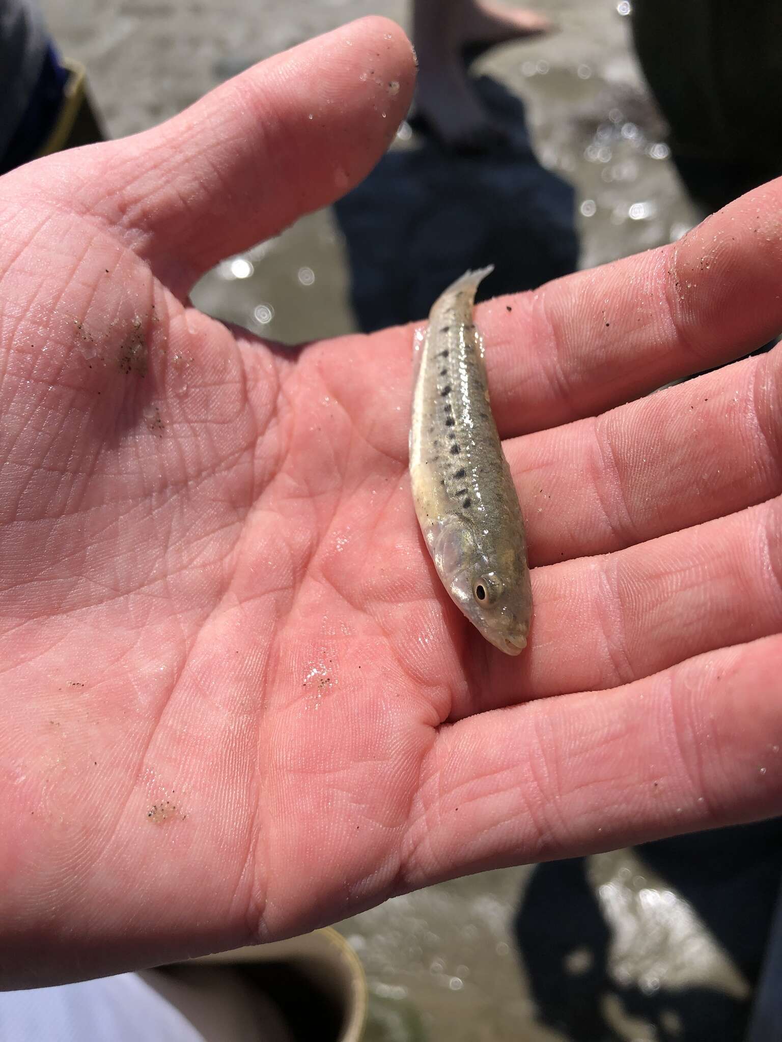 Image of Striped Killifish