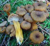 Image of Funnel Chanterelle