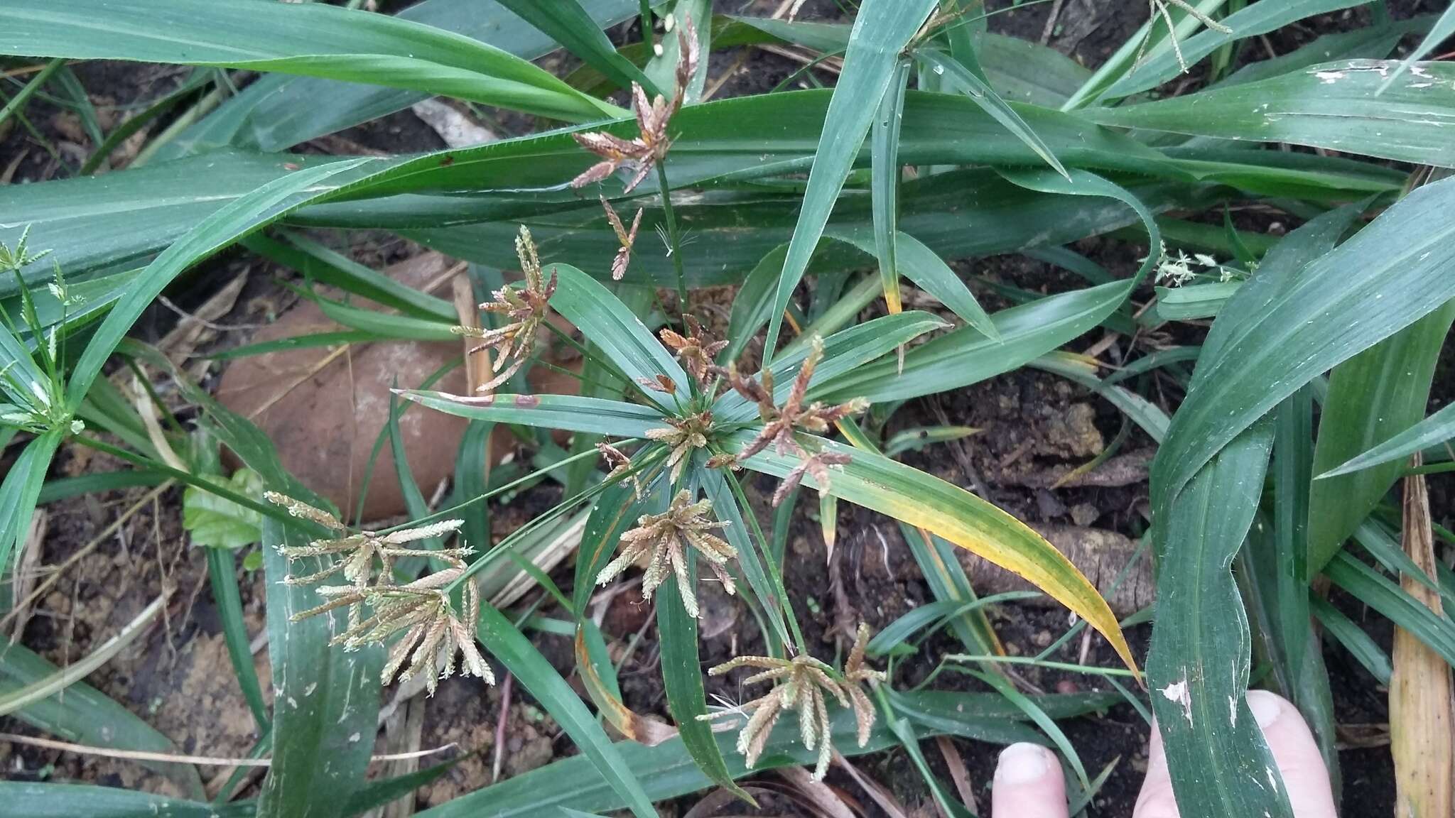 Imagem de Cyperus albostriatus Schrad.