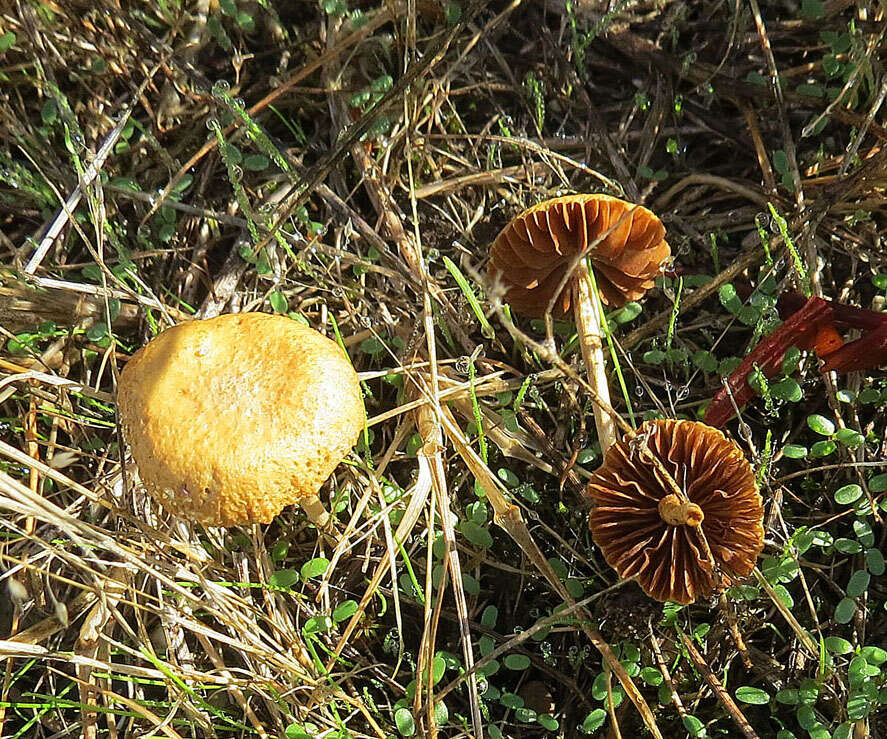 Image of common agrocybe