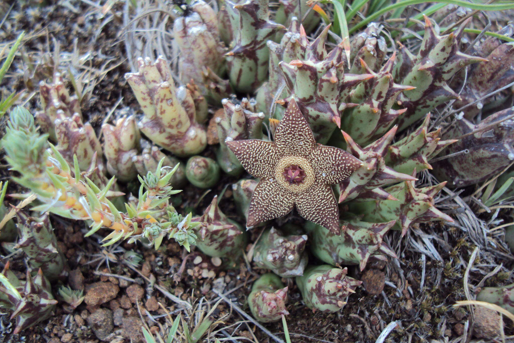 صورة Ceropegia cooperi (N. E. Br.) Bruyns