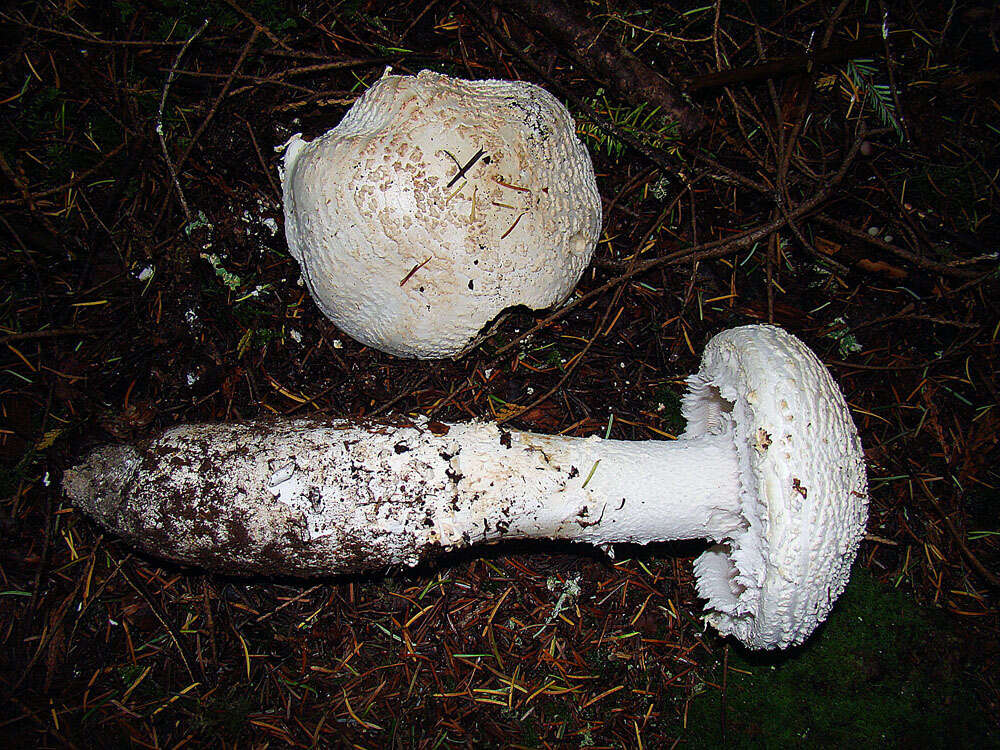 Plancia ëd Amanita smithiana Bas 1969