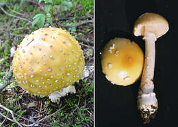 Image of gemmed Amanita