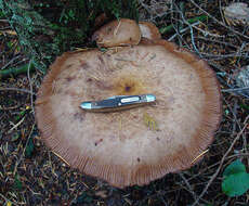 Image of Armillaria ostoyae (Romagn.) Herink 1973