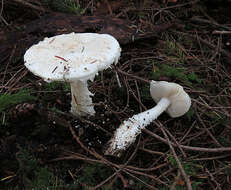 Plancia ëd Amanita smithiana Bas 1969