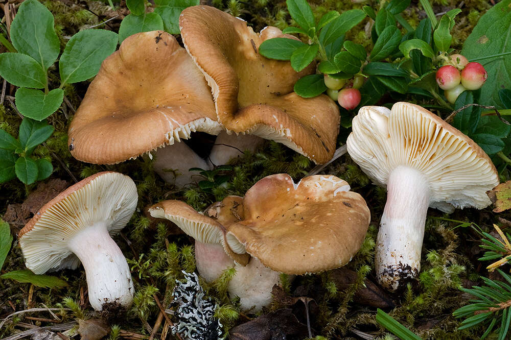 Image of Russula taigarum Ruots. & Vauras 1990