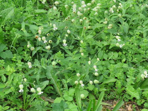 Image of Silene vulgaris subsp. vulgaris