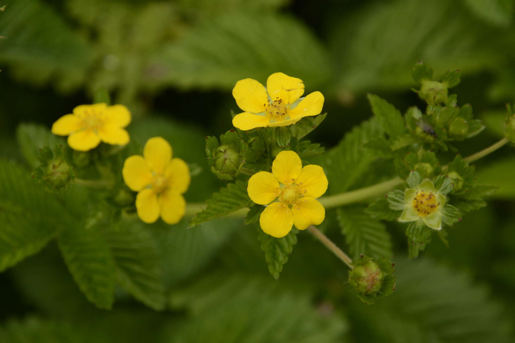 Image de Argentina polyphylla (Wall. ex Lehm.) Soják