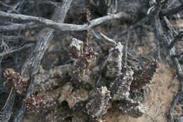 Image de Ceropegia arida (Masson) Bruyns