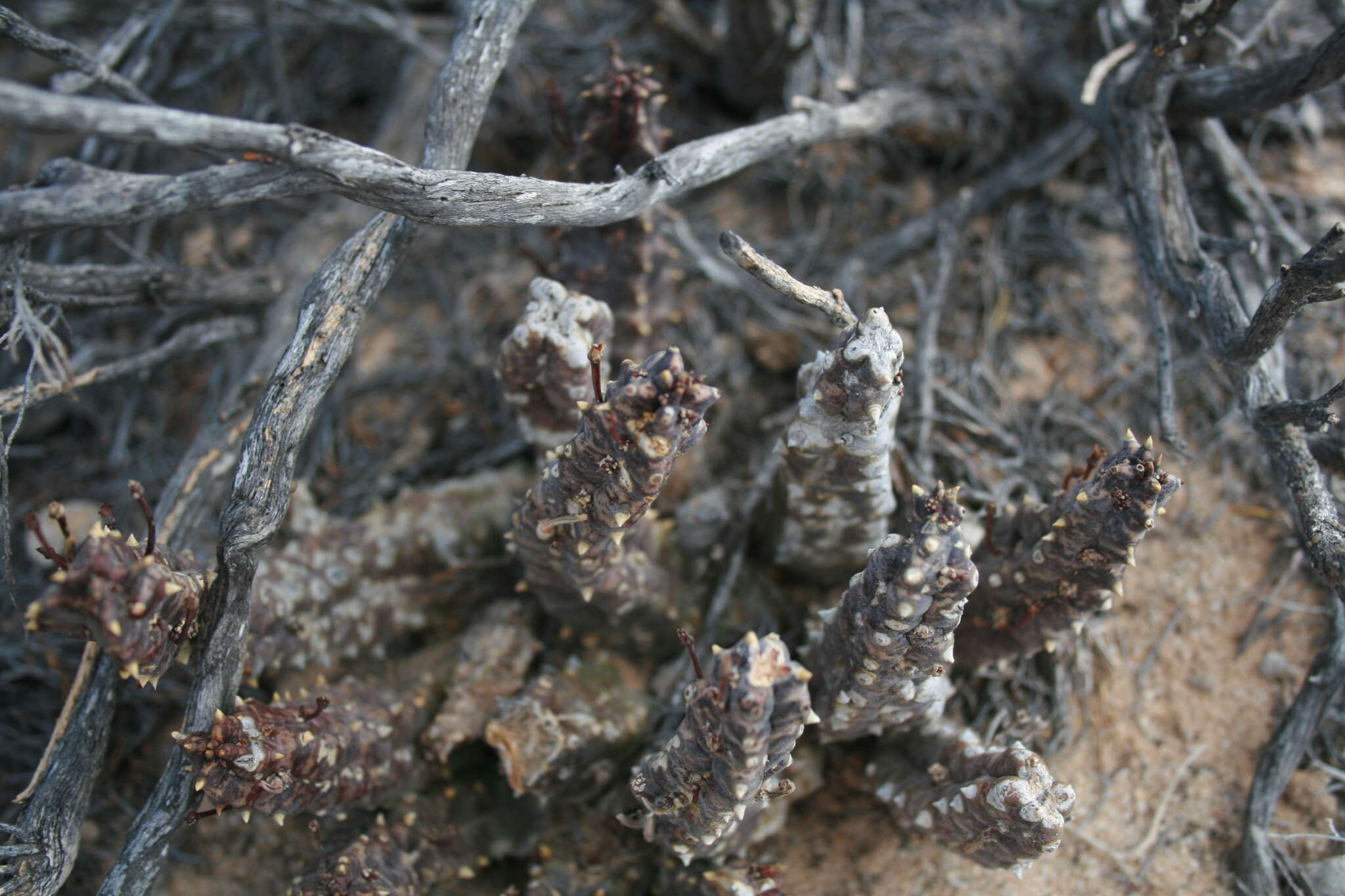 Image de Ceropegia arida (Masson) Bruyns